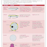 کتاب AS Level Biology Edexcel Revision Guide