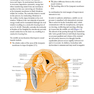 ENT: An Introduction and Practical Guide