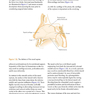 ENT: An Introduction and Practical Guide