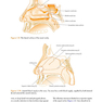 ENT: An Introduction and Practical Guide