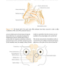 ENT: An Introduction and Practical Guide