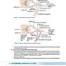 BRS Gross Anatomy (Board Review Series) Ninth, North American Edition آناتومی گری 2019 BRS