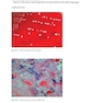 Atlas of Clinically Important Fungi2017