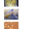 Atlas of Clinically Important Fungi2017