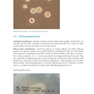 Atlas of Clinically Important Fungi2017