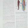 آناتومی پایه گری (تنه)