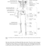 Physics of the Human Body