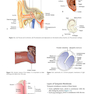 Diseases of Ear, Nose and Throat