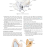 Diseases of Ear, Nose and Throat