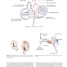 Diseases of Ear, Nose and Throat