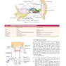 Diseases of Ear, Nose and Throat