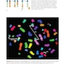 Radiobiology for the Radiologist