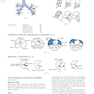 Primer of Diagnostic Imaging