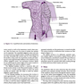 Current Diagnosis - Treatment Obstetrics - Gynecology 2019