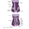 Current Diagnosis - Treatment Obstetrics - Gynecology 2019