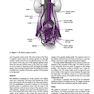 Current Diagnosis - Treatment Obstetrics - Gynecology 2019