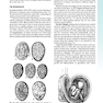 The Developing Human: Clinically Oriented Embryology 2019