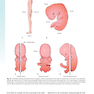 The Developing Human: Clinically Oriented Embryology 2019