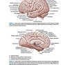 BRS Neuroanatomy (Board Review Series) Sixth Edition 2020 نوروآناتومی ویرایش ششم