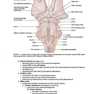 BRS Neuroanatomy (Board Review Series) Sixth Edition 2020 نوروآناتومی ویرایش ششم