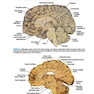 BRS Neuroanatomy (Board Review Series) Sixth Edition 2020 نوروآناتومی ویرایش ششم