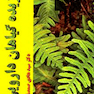 کتاب گزیده گیاهان دارویی