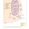 Haemoglobinopathy-Diagnosis-3rd-Edition