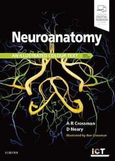 عکس Neuroanatomy: an Illustrated Colour Text 6th Edition 2020