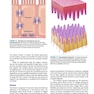 2019 Text and Atlas of Wound Diagnosis and Treatment, Second Edition 2nd Edition