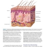 2019 Text and Atlas of Wound Diagnosis and Treatment, Second Edition 2nd Edition