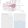 Netter’s Atlas of Neuroscience