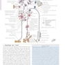Netter’s Atlas of Neuroscience