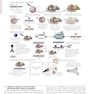 Netter’s Atlas of Neuroscience