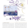 Netter’s Atlas of Neuroscience