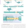 Netter’s Atlas of Neuroscience
