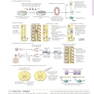 Netter’s Atlas of Neuroscience