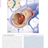 Netter’s Atlas of Neuroscience