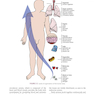 Procedures in Phlebotomy, 4th Edition
