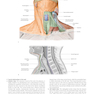 2020 Head, Neck, and Neuroanatomy (THIEME Atlas of Anatomy) 3rd Edition