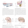 2020 Head, Neck, and Neuroanatomy (THIEME Atlas of Anatomy) 3rd Edition