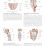 2020 Head, Neck, and Neuroanatomy (THIEME Atlas of Anatomy) 3rd Edition