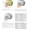 2020 Head, Neck, and Neuroanatomy (THIEME Atlas of Anatomy) 3rd Edition