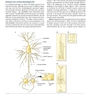 Neuroanatomy Text and Atlas, Fifth Edition 5th Edition