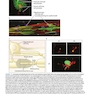 Neuroanatomy Text and Atlas, Fifth Edition 5th Edition