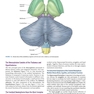 Neuroanatomy Text and Atlas, Fifth Edition 5th Edition