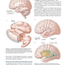 Neuroanatomy Text and Atlas, Fifth Edition 5th Edition