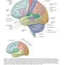 Neuroanatomy Text and Atlas, Fifth Edition 5th Edition