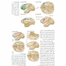 مبانی نوروسایکولوژی انسان جلد 2