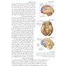 مبانی نوروسایکولوژی انسان جلد 2