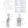 Sectional Anatomy for Imaging Professionals 4th Edition2018